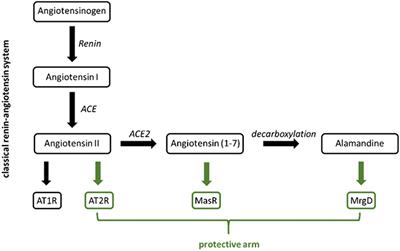 Alamandine and Its Receptor MrgD Pair Up to Join the Protective Arm of the Renin-Angiotensin System